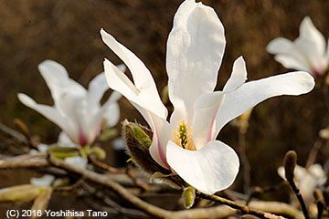 たくさんの色を含むこぶしの花