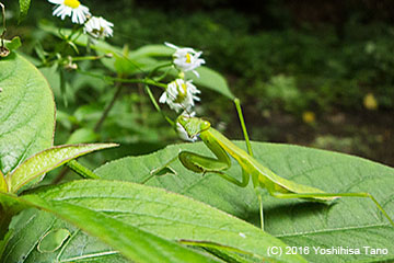 獲物をじっと待つ、カマキリ幼虫