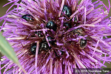 写真１：ハムシでにぎわうアザミの花