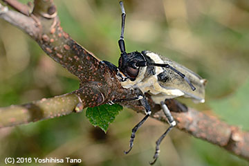 菌に侵されたクワカミキリ